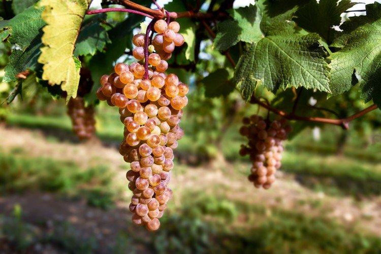 Ркацители - Лучшие винные сорта винограда для Подмосковья