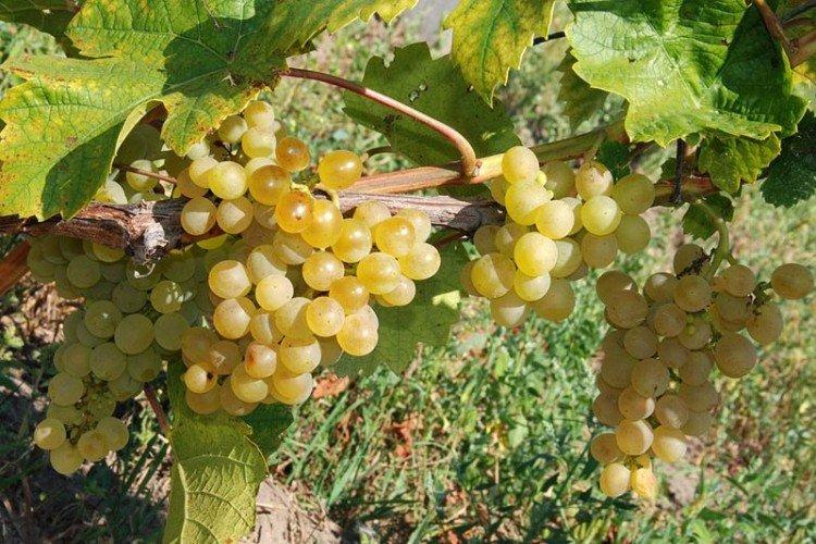 Кристалл - Лучшие винные сорта винограда для Подмосковья