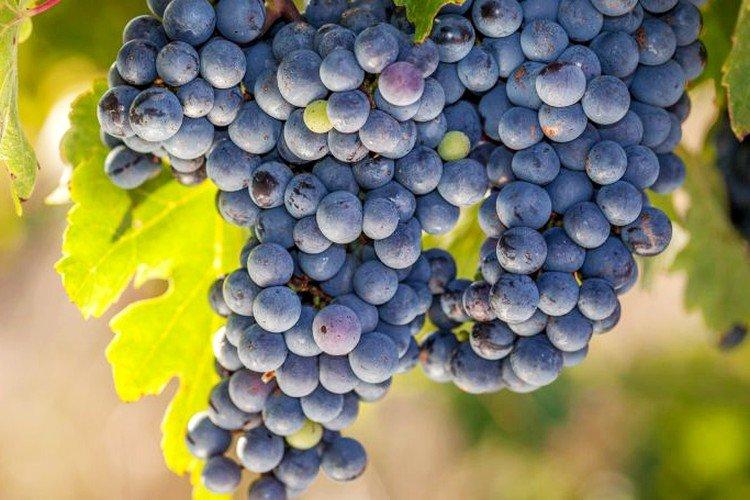 Мариновский - Лучшие винные сорта винограда для Подмосковья