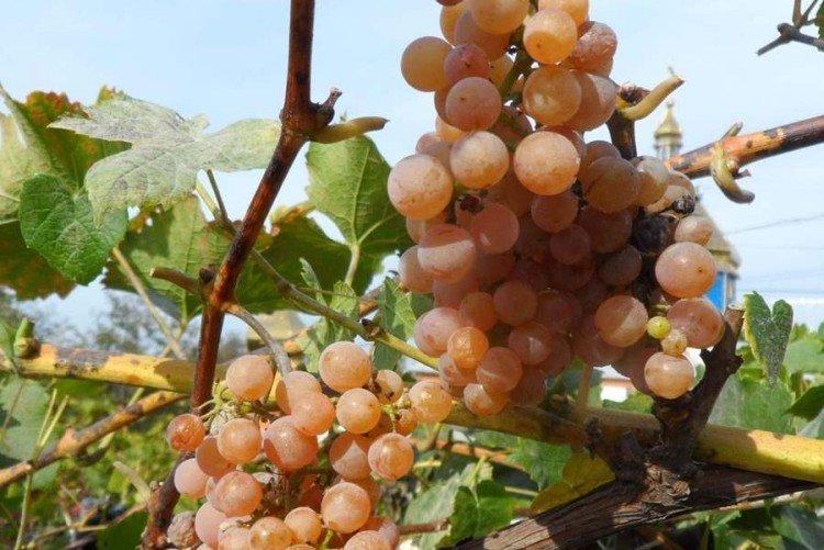 Дублянский - Лучшие винные сорта винограда для Подмосковья
