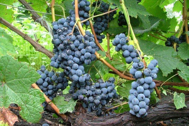 Альфа - Лучшие винные сорта винограда для Урала и Сибири