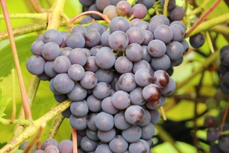 Добрыня - Лучшие винные сорта винограда для Урала и Сибири