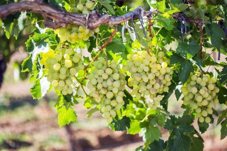 Жемчуг Саба - Лучшие винные сорта винограда для Урала и Сибири