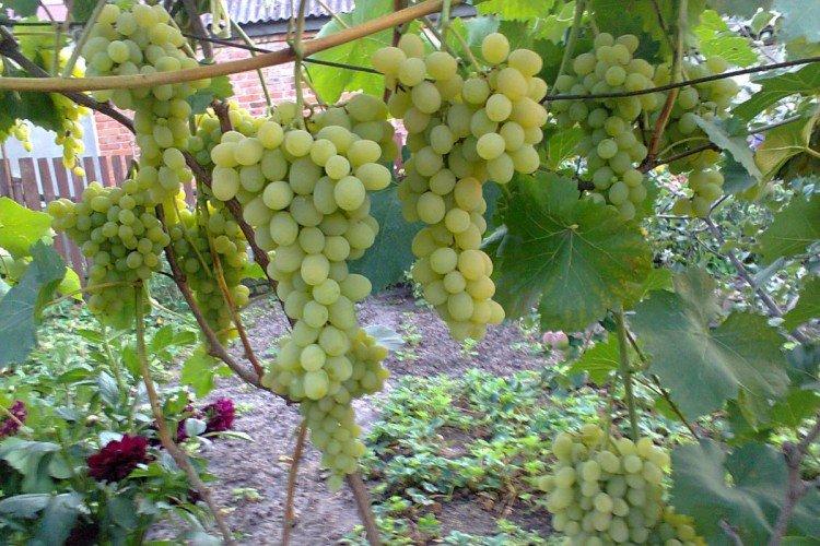 Онтарио - Лучшие винные сорта винограда для Урала и Сибири