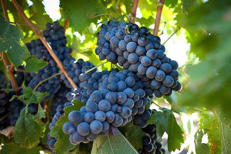 Алеатико - Лучшие винные сорта винограда для Крыма
