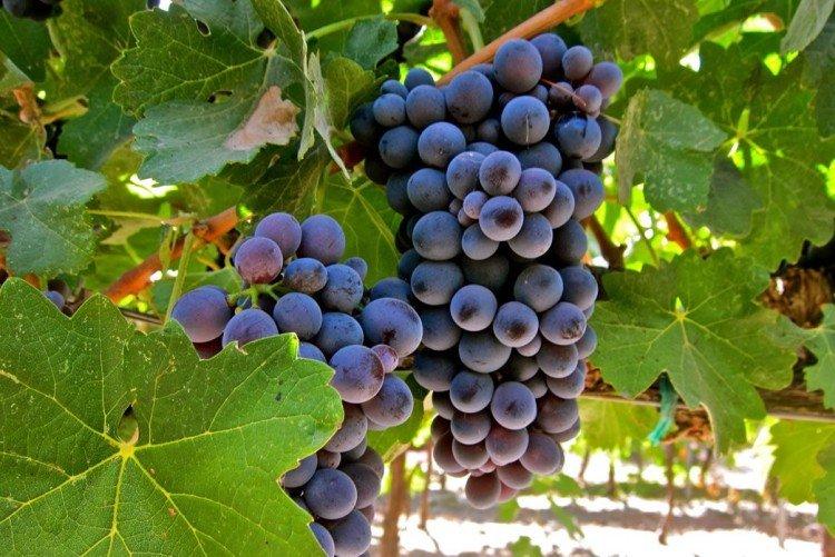Барбера - Лучшие винные сорта винограда для Крыма