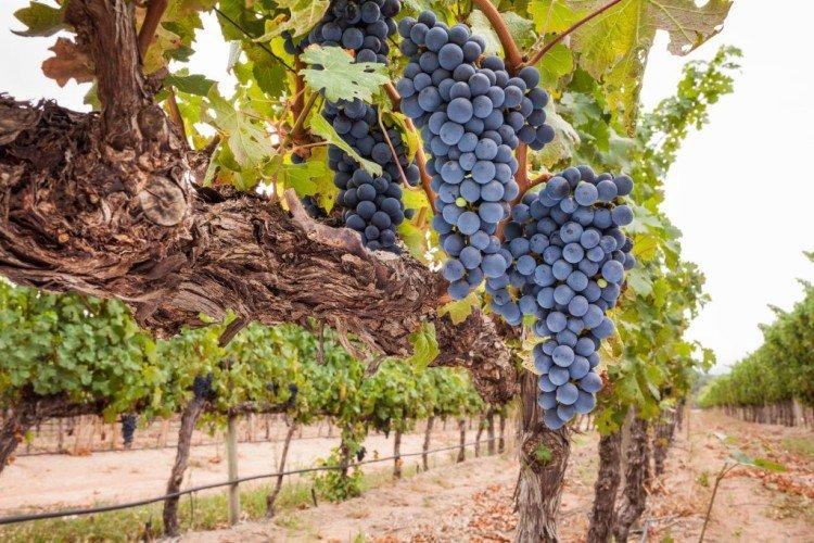 Саперави - Лучшие винные сорта винограда для Крыма