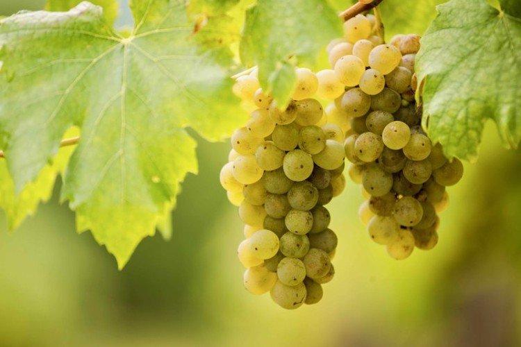 Фурминт - Лучшие винные сорта винограда для Крыма