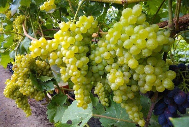 Кишмиш - Сорта винограда без косточек