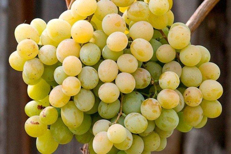 Кеша - Сорта винограда без косточек
