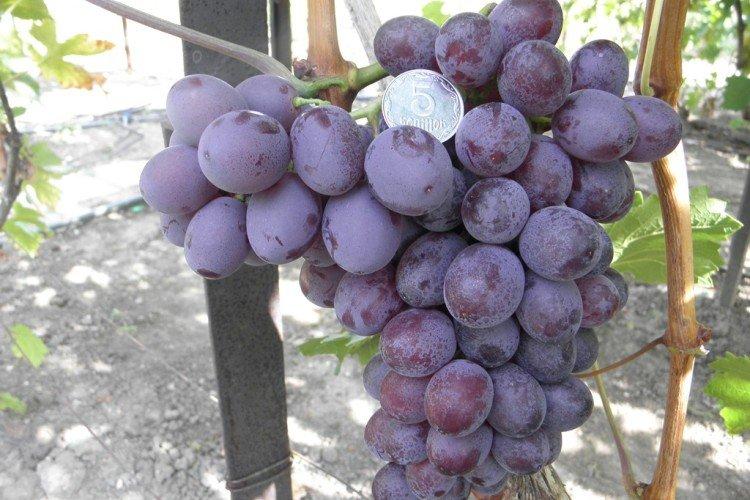 Кримсон Сидлисс - Сорта винограда без косточек