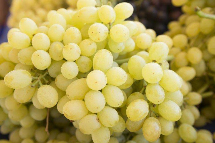 Лора - Лучшие сорта винограда для Подмосковья