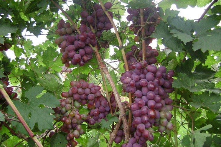 Виктория - Лучшие сорта винограда для Подмосковья