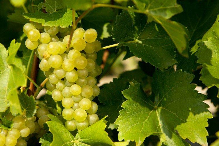 Супер Экстра - Лучшие сорта винограда для Подмосковья
