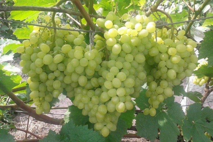 Алешенькин - Лучшие сорта винограда для Подмосковья