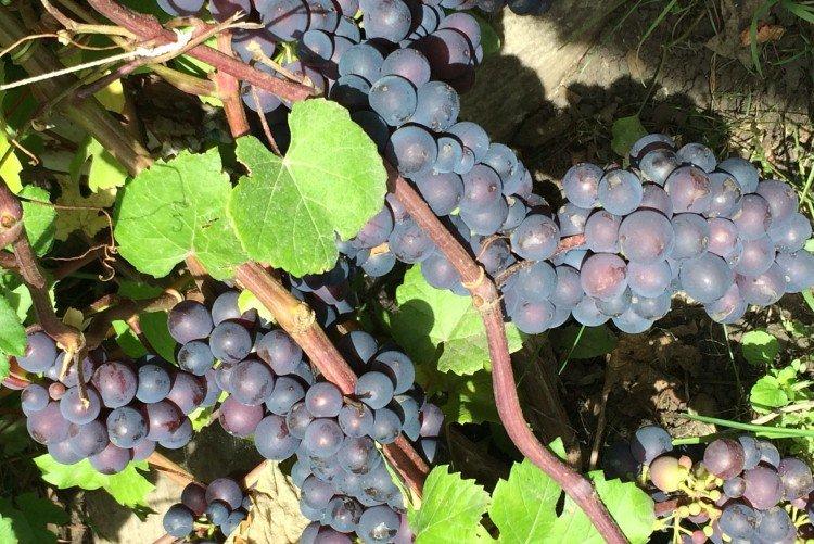Фиолетовый ранний - Лучшие сорта винограда для Ленинградской области