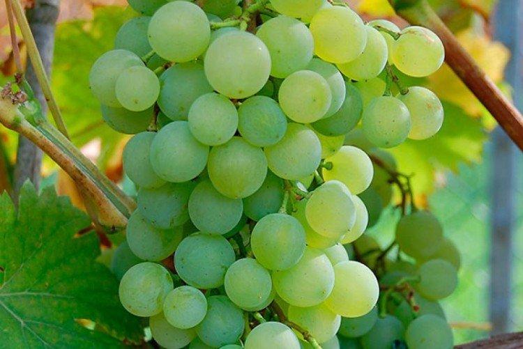 Заря Севера - Лучшие сорта винограда для Сибири