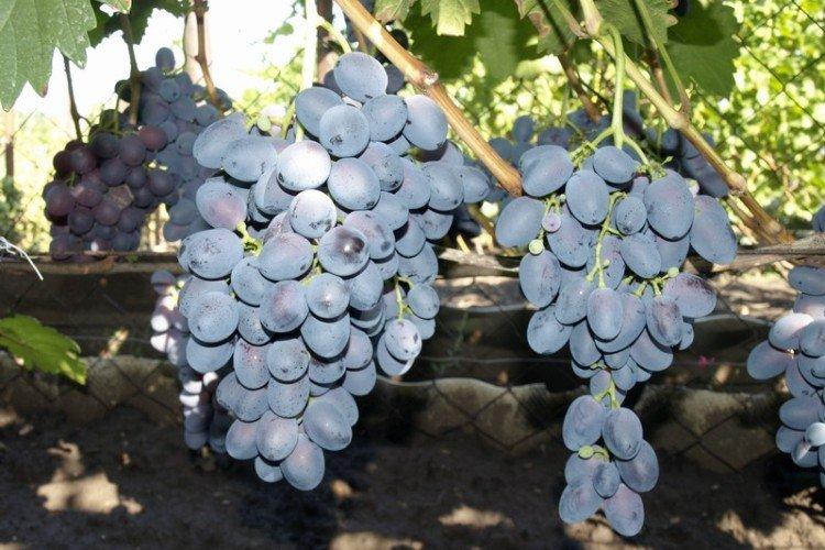 Агат Донской - Лучшие сорта винограда для Сибири