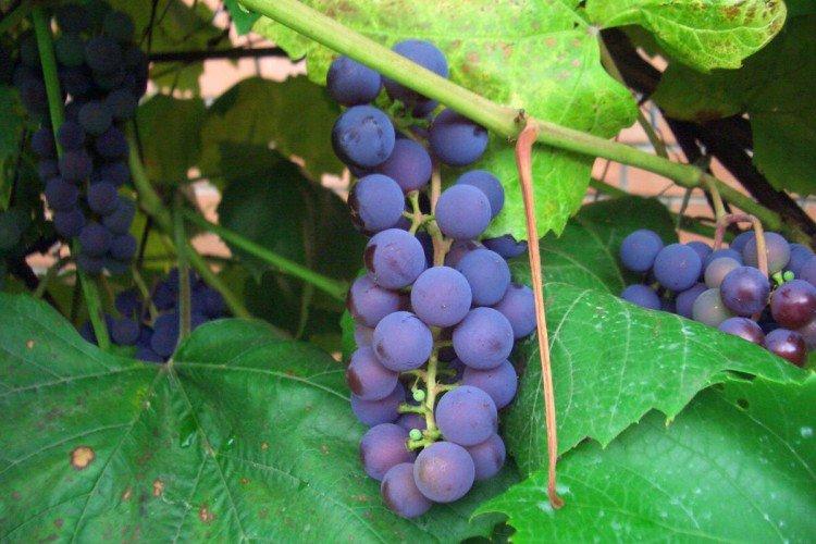 Брускам - Лучшие сорта винограда для Сибири