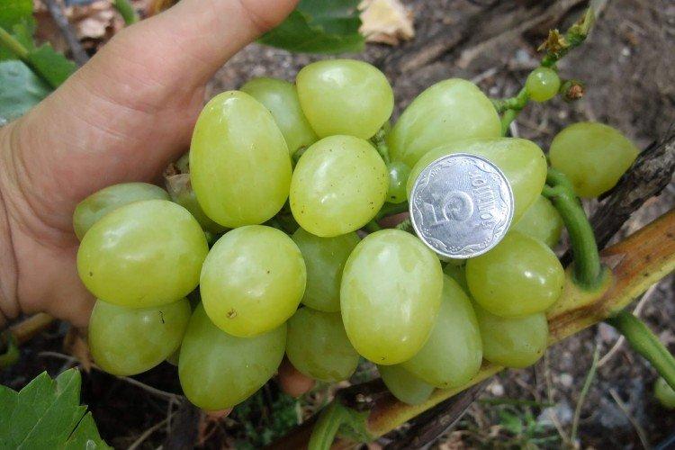 Белое чудо - Лучшие сорта винограда для Урала