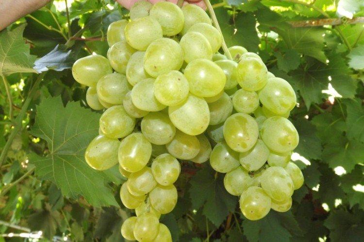 Гарольд - Лучшие сорта винограда для Урала