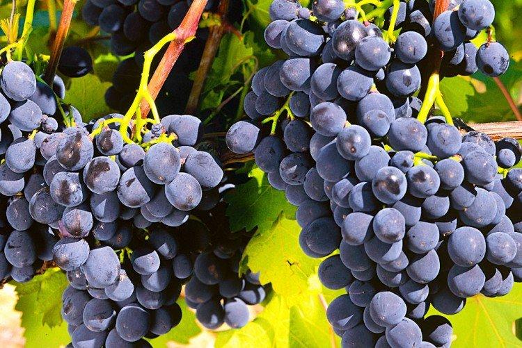 Рошфор - Лучшие сорта винограда для Урала