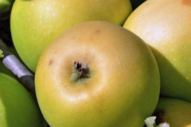 Жемчужное - Летние сорта яблонь для Подмосковья