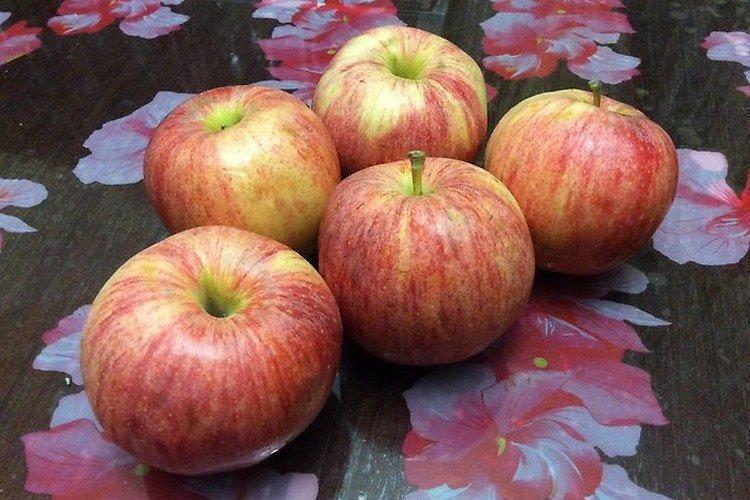 Терентьевка - Летние сорта яблонь для Подмосковья