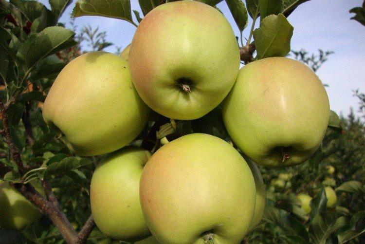 Бель Чернышевская - Летние сорта яблонь для Подмосковья