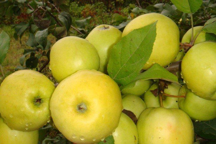 Чудное - Осенние сорта яблонь для Подмосковья
