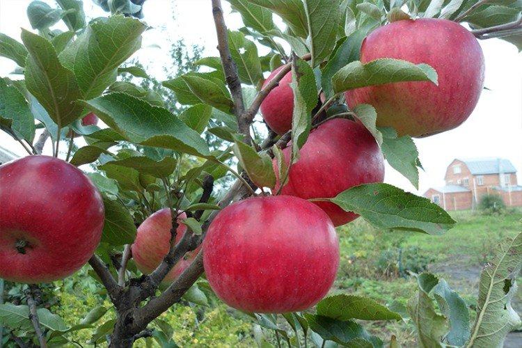 Васюган - Осенние сорта яблонь для Подмосковья