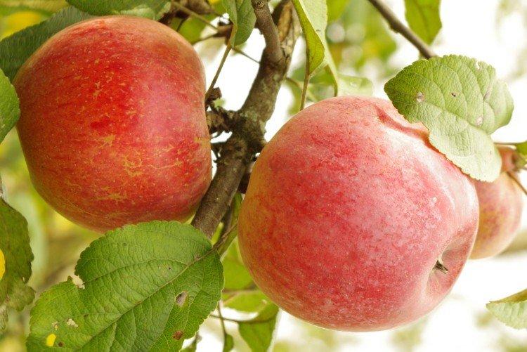 Ауксис - Осенние сорта яблонь для Подмосковья