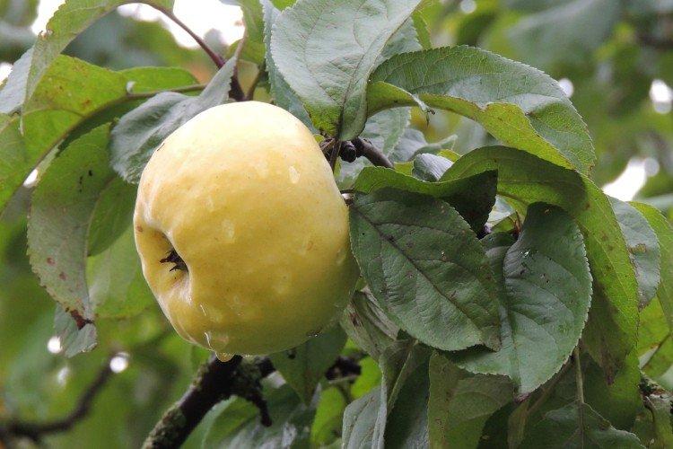 Антоновка - Зимние сорта яблонь для Подмосковья