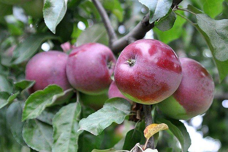 Белорусское малиновое - Зимние сорта яблонь для Подмосковья