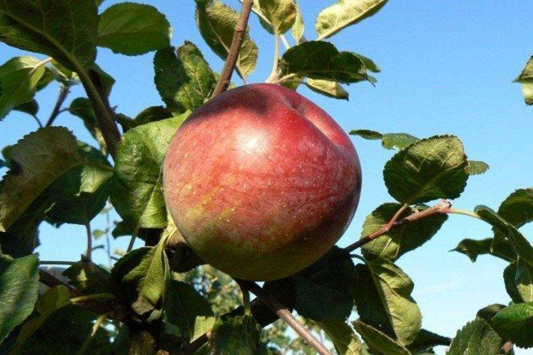 Алеся - Зимние сорта яблонь для Подмосковья