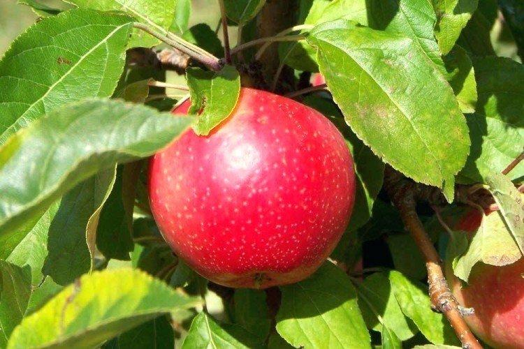Пепин шафранный - Зимние сорта яблонь для Подмосковья