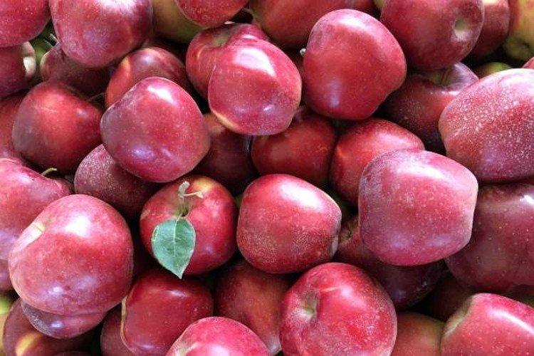 Глостер Йорк - Красные сорта яблонь для Подмосковья