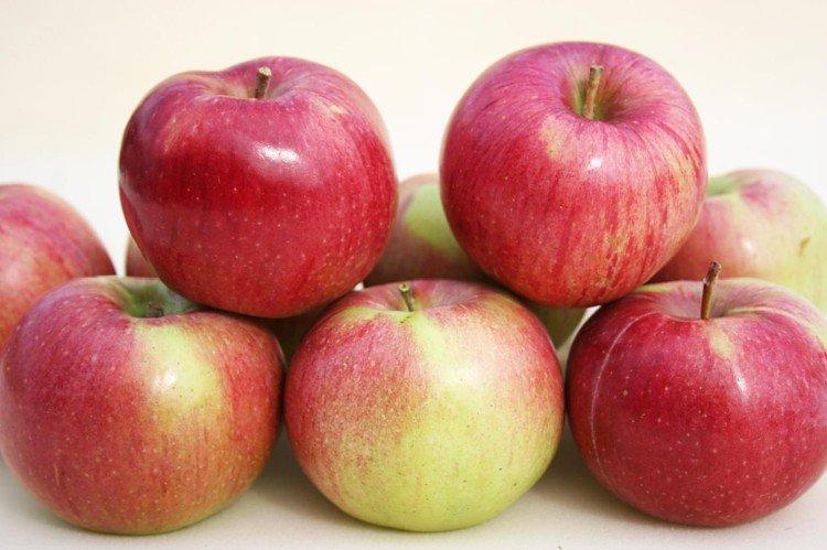Анис Серый - Зеленые сорта яблонь для Подмосковья