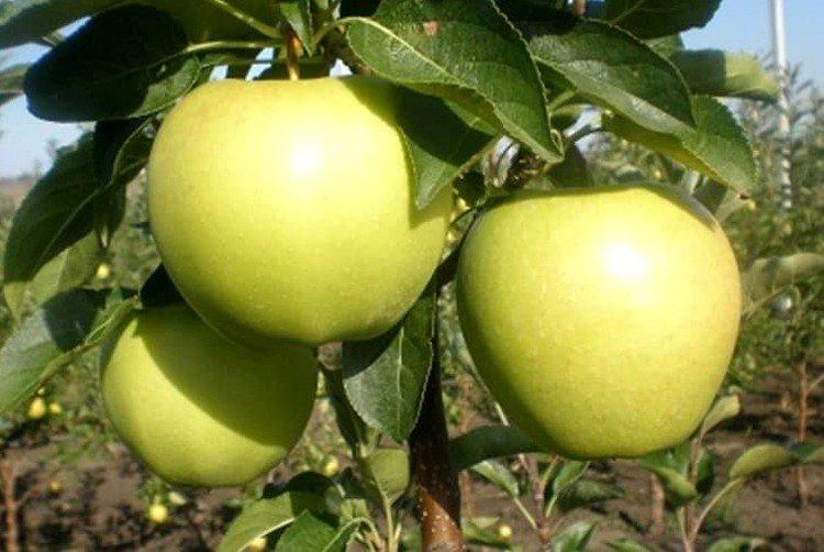 Славянка - Зеленые сорта яблонь для Подмосковья