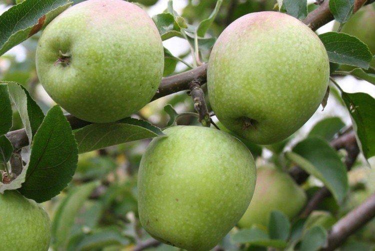 Изумительное - Зеленые сорта яблонь для Подмосковья