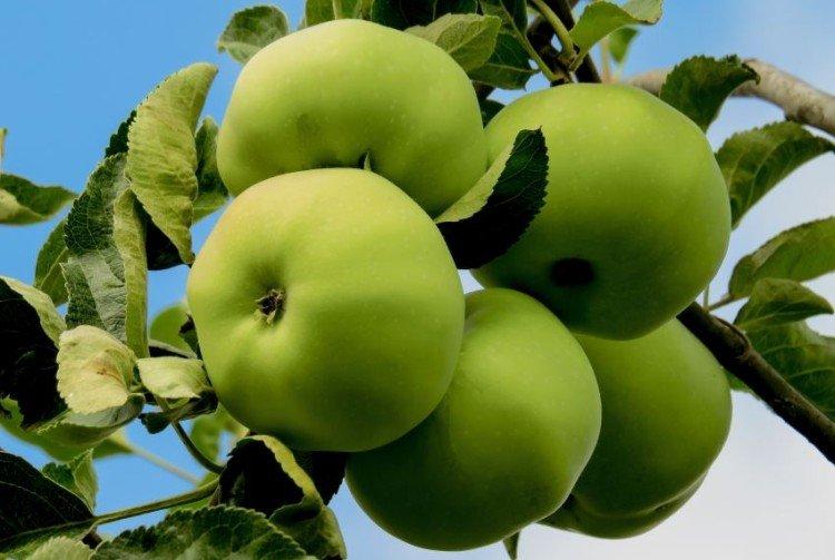 Богатырь - Зеленые сорта яблонь для Подмосковья
