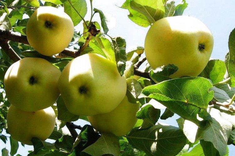 Янтарь - Зеленые сорта яблонь для Подмосковья