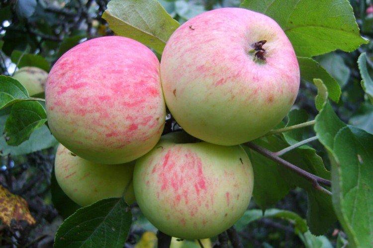Московская грушовка - Самые высокоурожайные сорта яблок для Подмосковья