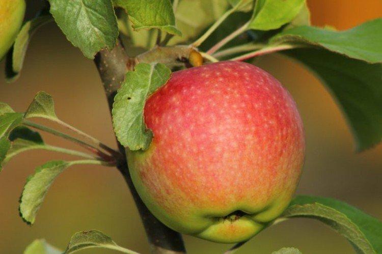 Медуница - Самые высокоурожайные сорта яблок для Подмосковья