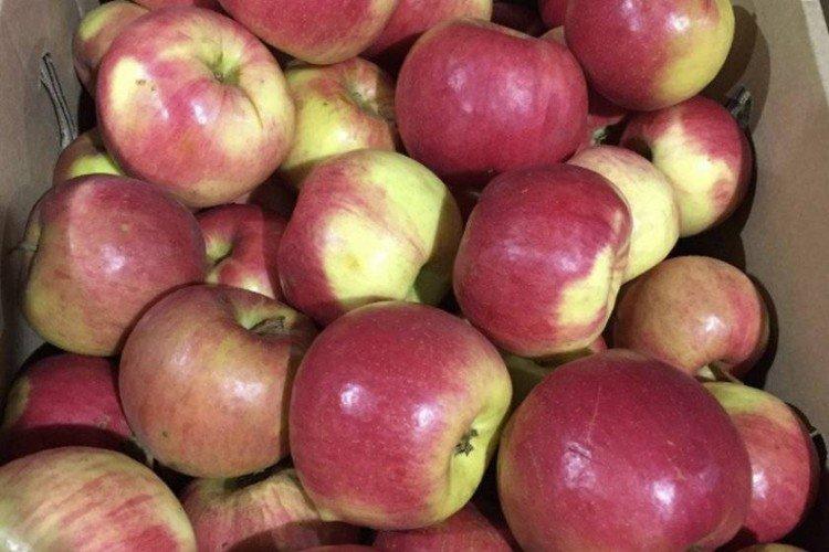 Жигулевское - Самые высокоурожайные сорта яблок для Подмосковья