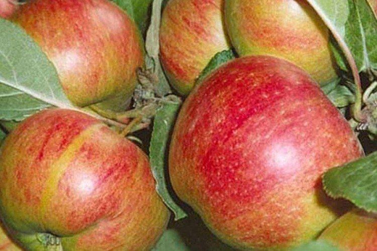 Коричное новое - Самые высокоурожайные сорта яблок для Подмосковья