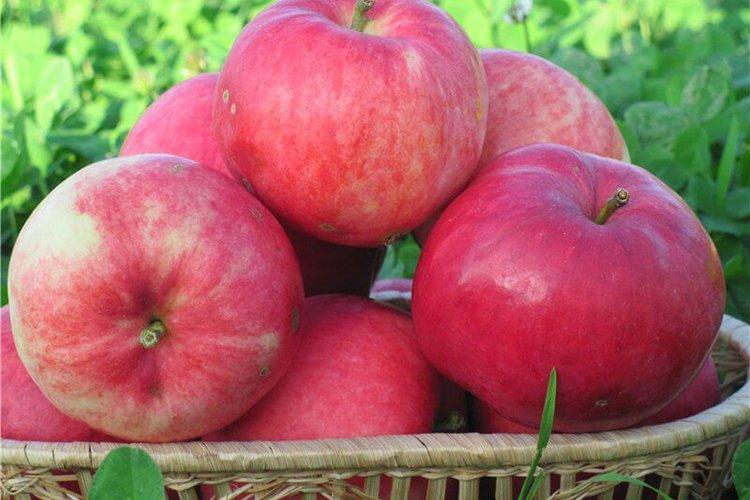 Мантет - Самые высокоурожайные сорта яблок для Подмосковья