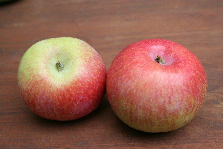 Самые сладкие сорта яблок для подмосковья с фото