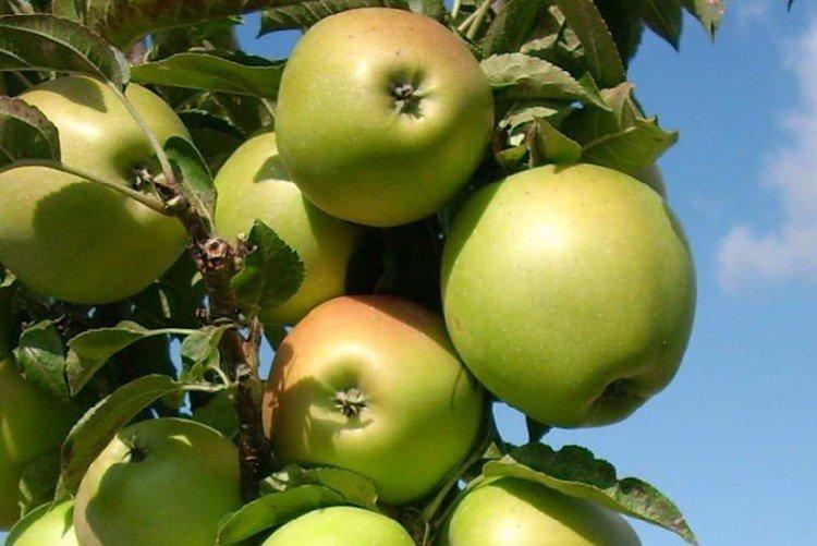 Медок - Самые сладкие сорта яблок для Подмосковья