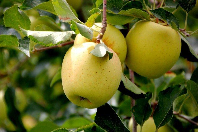 Голден Делишес - Самые сладкие сорта яблок для Подмосковья